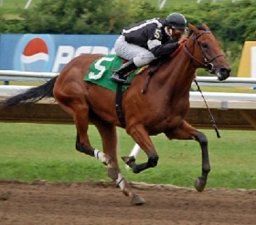 Picture of FLS thoroughbred racing.