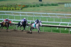 Picture of thoroughbred horse race.