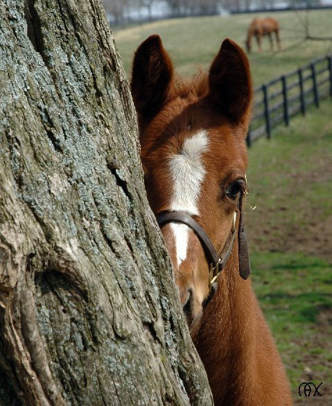 FLS thoroughbred, Uptowncharlybrown as a foal